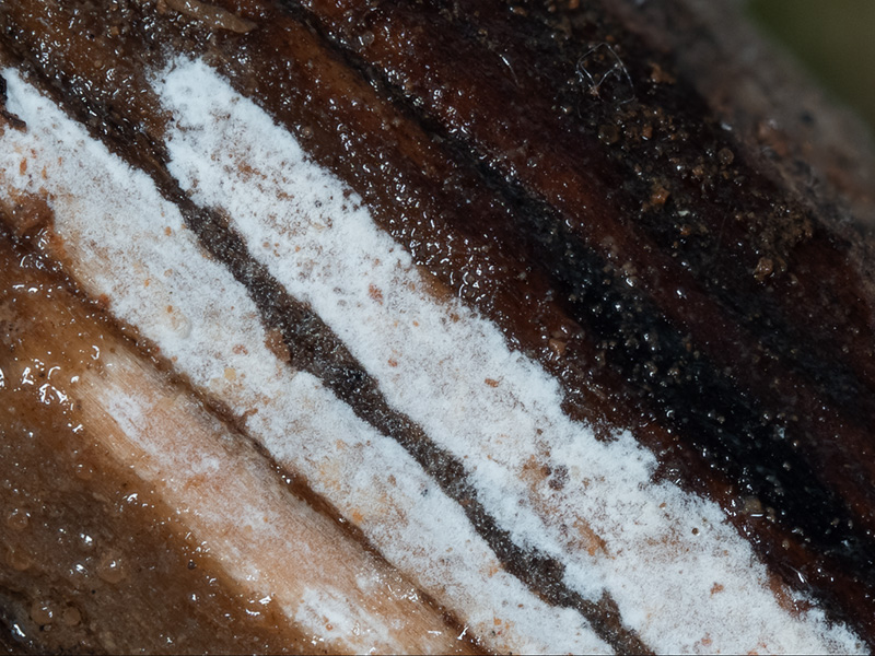 Acanthophysellum cerussatum
